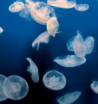lanting_jellyfish.jpg